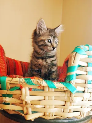 1-3 months Female Purebred Tabby