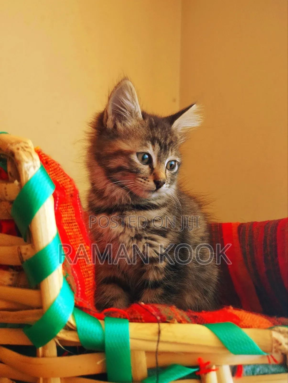 1-3 months Female Purebred Tabby