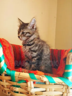 1-3 months Female Purebred Tabby