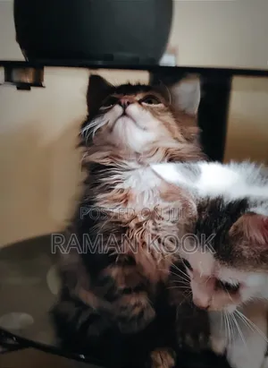 1-3 months Female Purebred Tabby