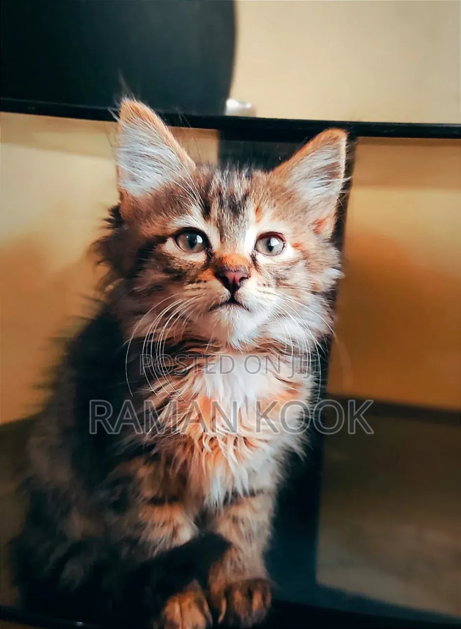 1-3 months Female Purebred Tabby