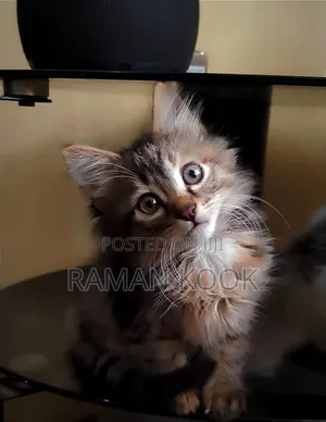 1-3 months Female Purebred Tabby