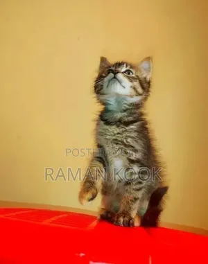 1-3 months Male Mixed Breed Cat