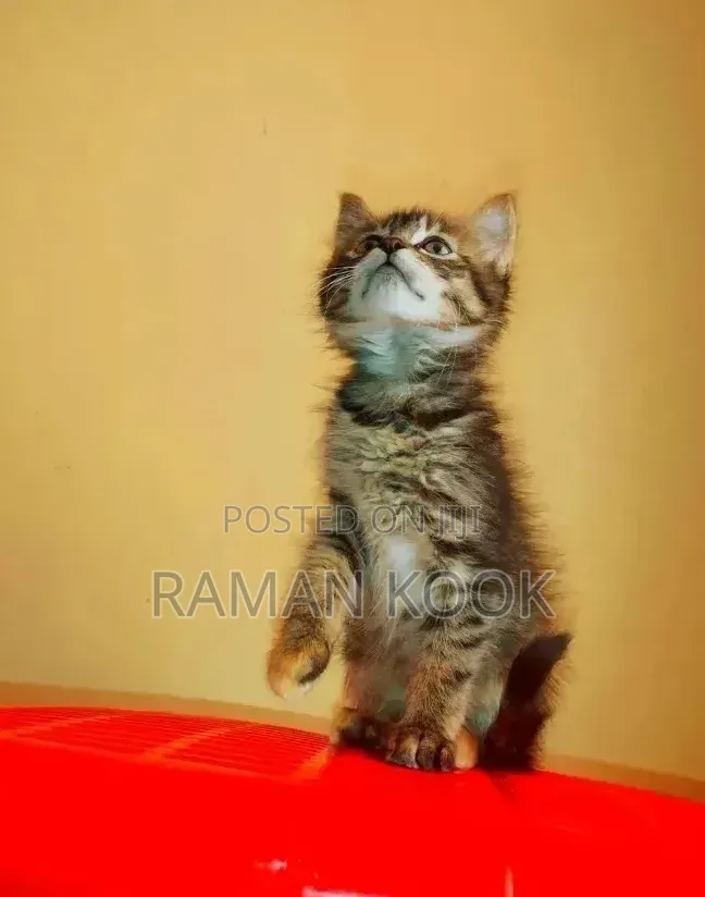 1-3 months Male Mixed Breed Cat