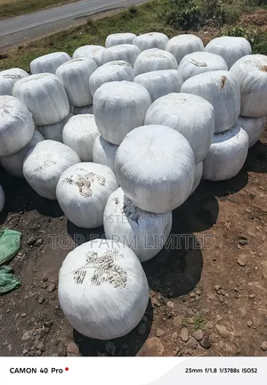 Corn Silage