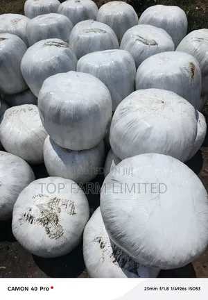 Corn Silage