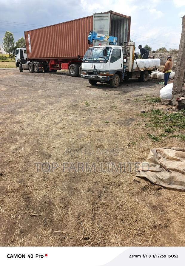 Corn Silage - thumbnail 4