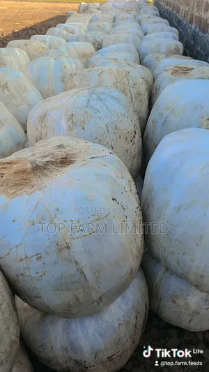 Corn Silage
