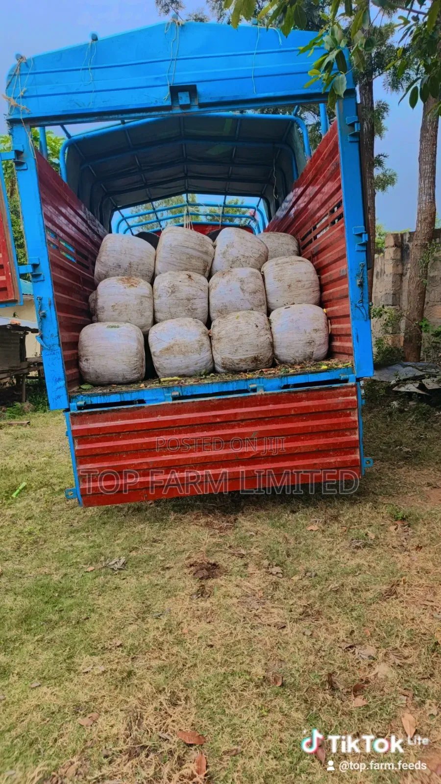 Corn Silage