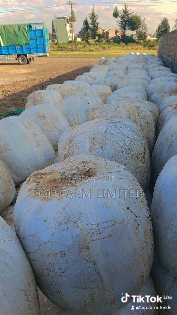 Corn Silage - thumbnail 7
