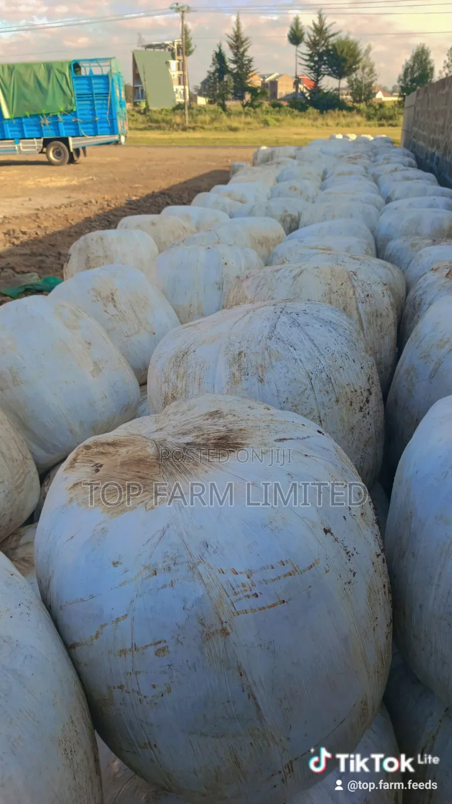 Corn Silage