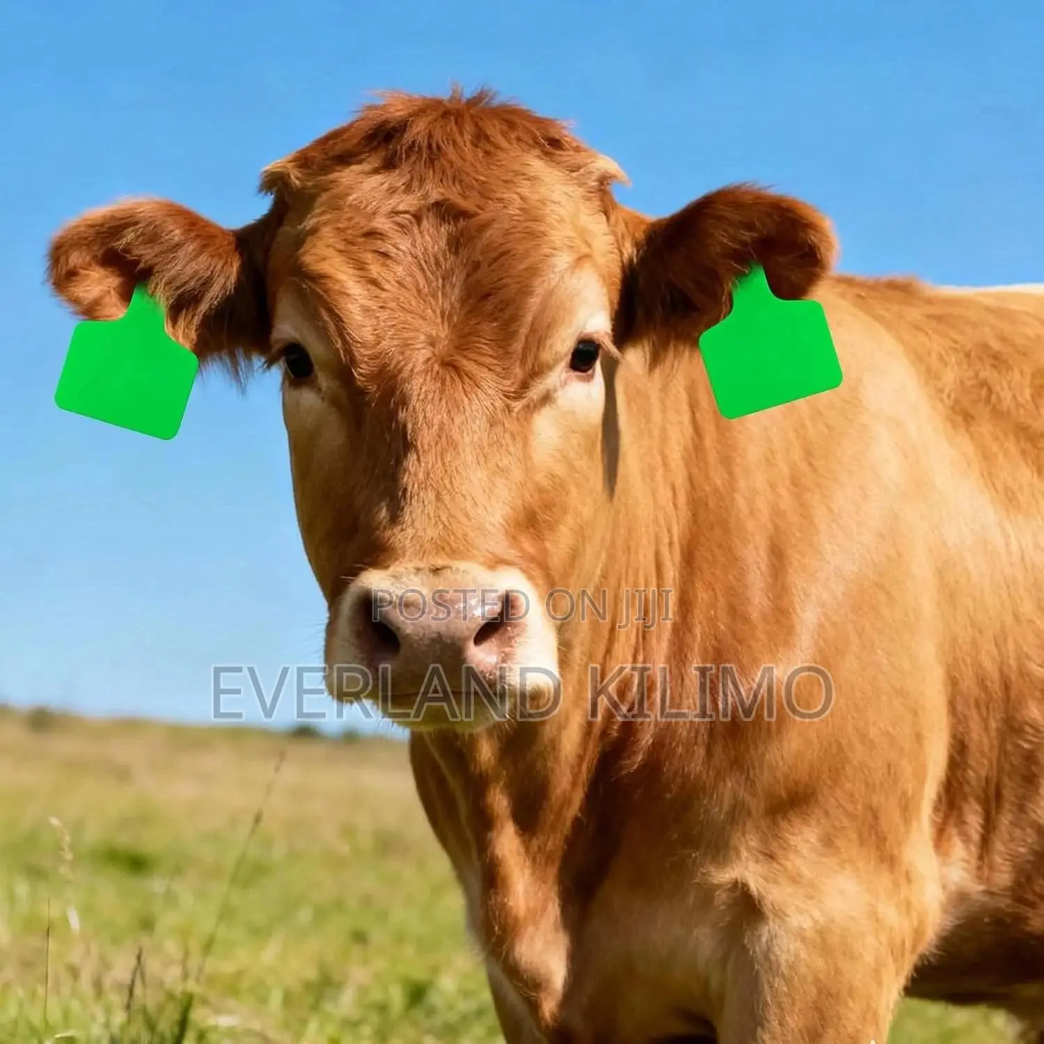Medium Ear Tags for Milk Production