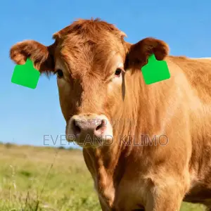 Medium Ear Tags for Milk Production
