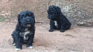 1-3 months Male Purebred Maltipoo