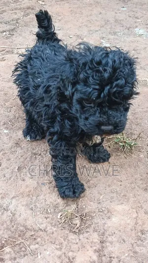 1-3 months Male Purebred Maltipoo