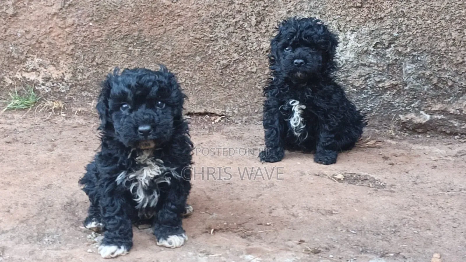 1-3 months Male Purebred Maltipoo