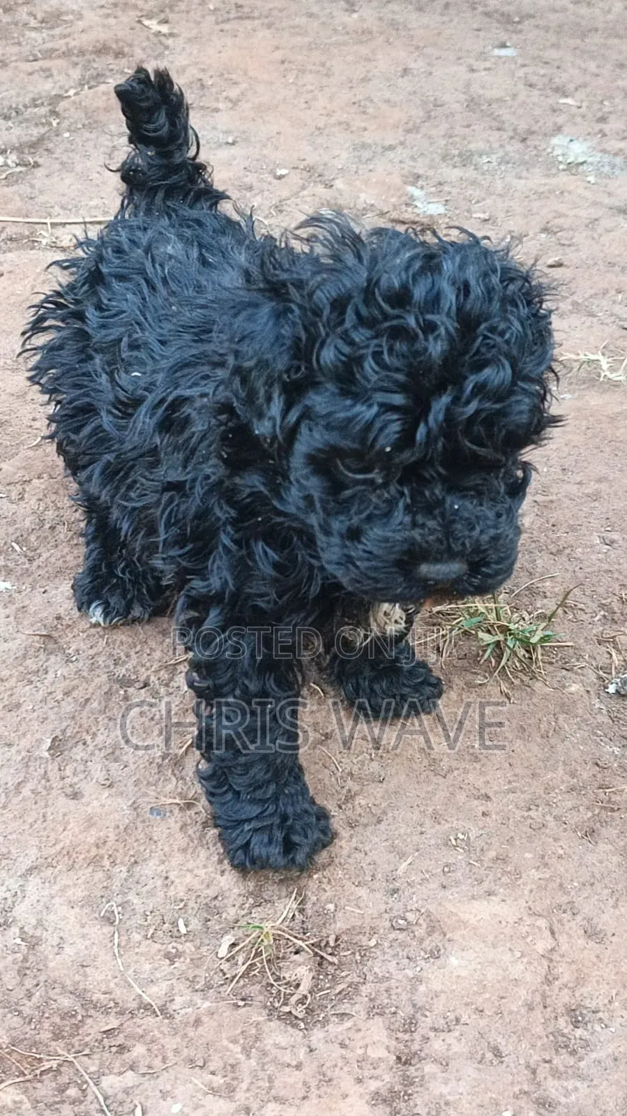 1-3 months Male Purebred Maltipoo