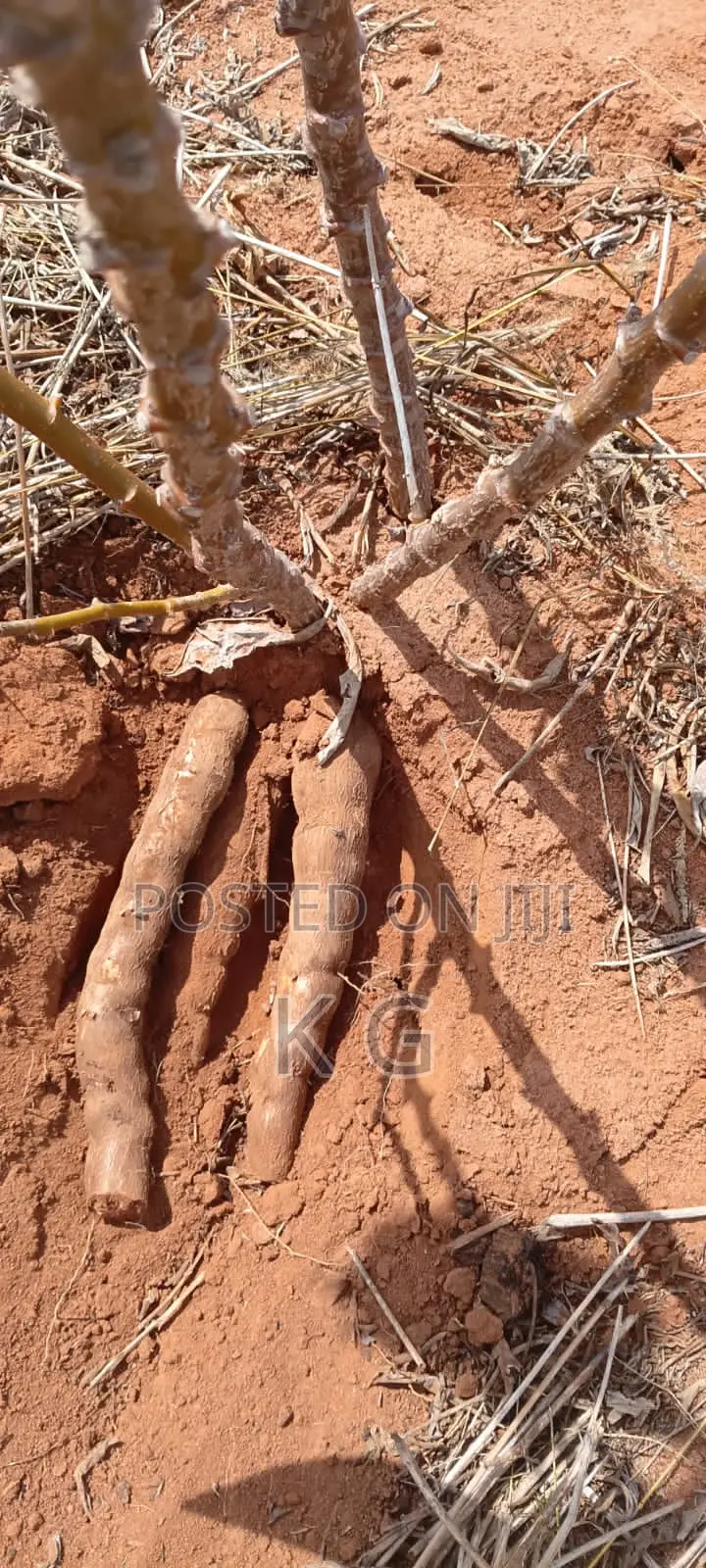 Cassavas for Sale in Wholesale