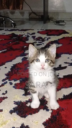 1-3 months Female Mixed Breed Tabby