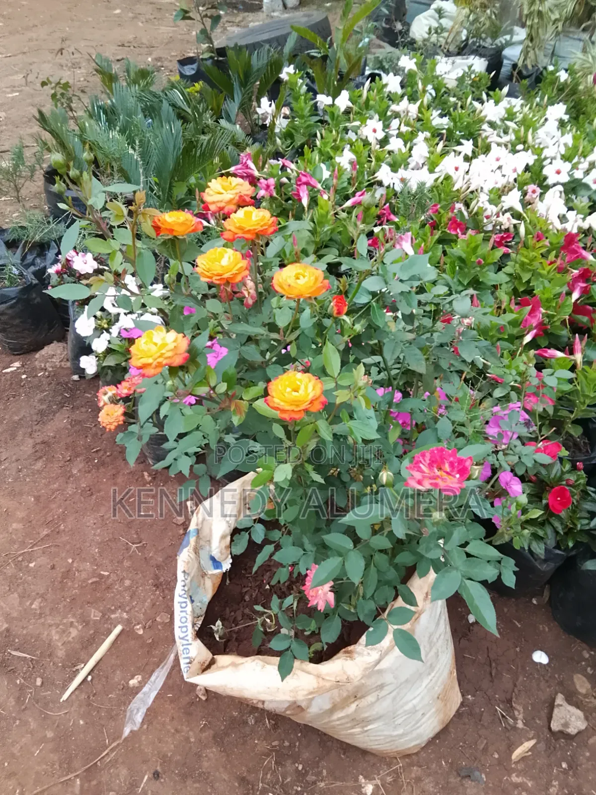Ross Ever Flowering Shrub Rose
