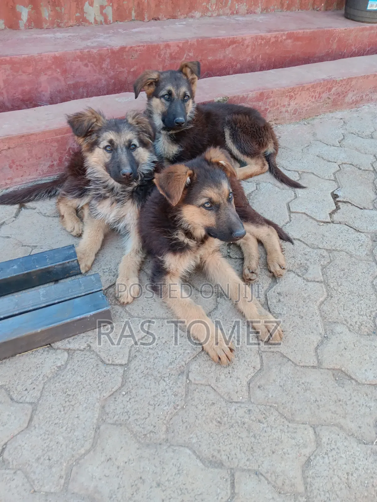 1-3 months Male Purebred German Shepherd