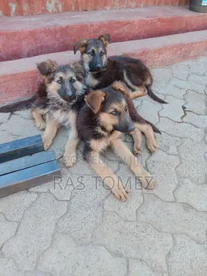 1-3 months Male Purebred German Shepherd