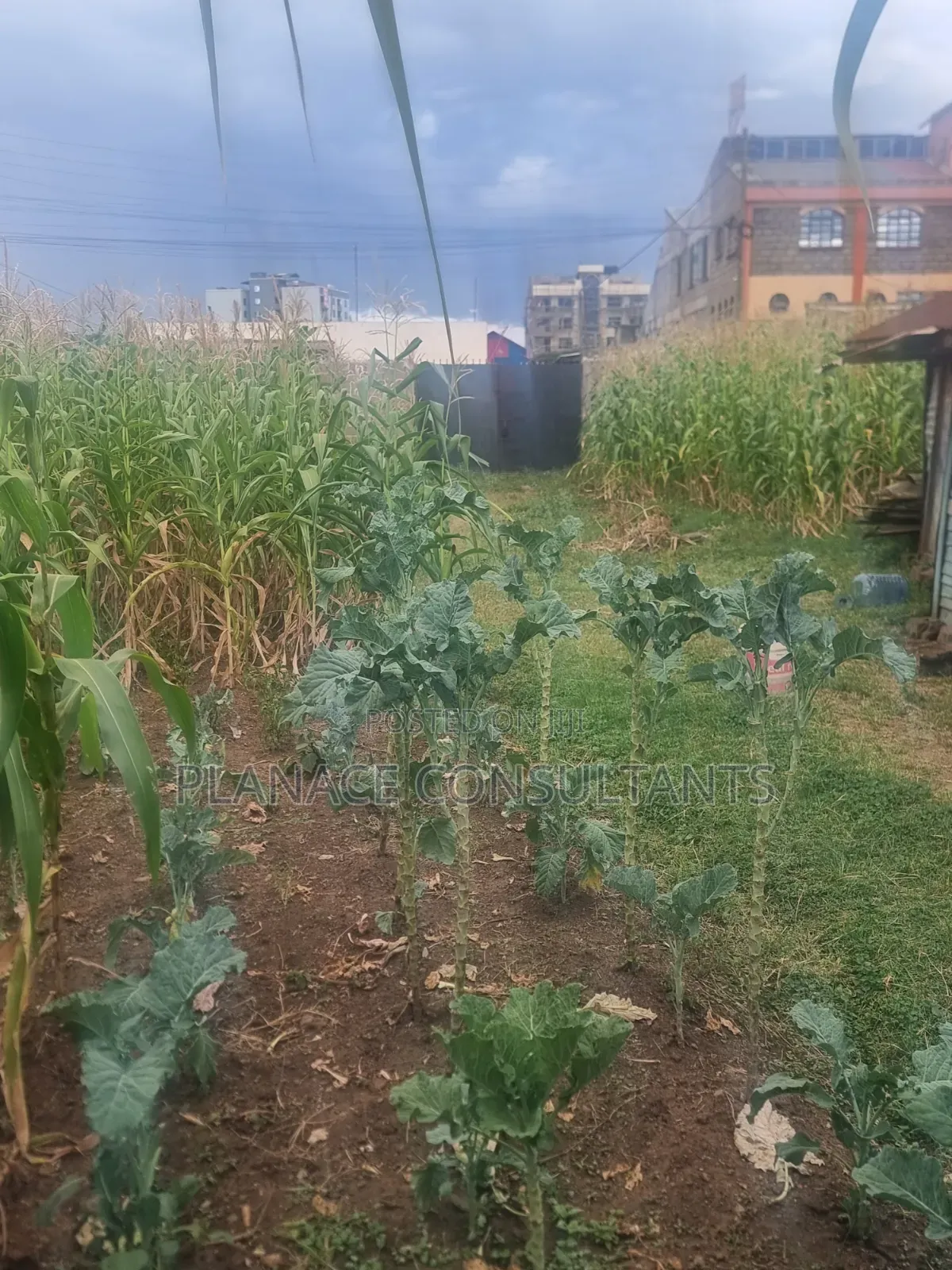 100x50 Ft Commercial Plot