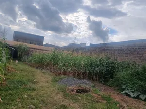100x50 Ft Commercial Plot