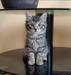 1-3 months Female Mixed Breed Tabby