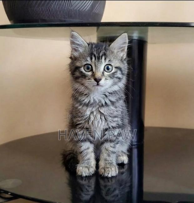 1-3 months Female Mixed Breed Tabby