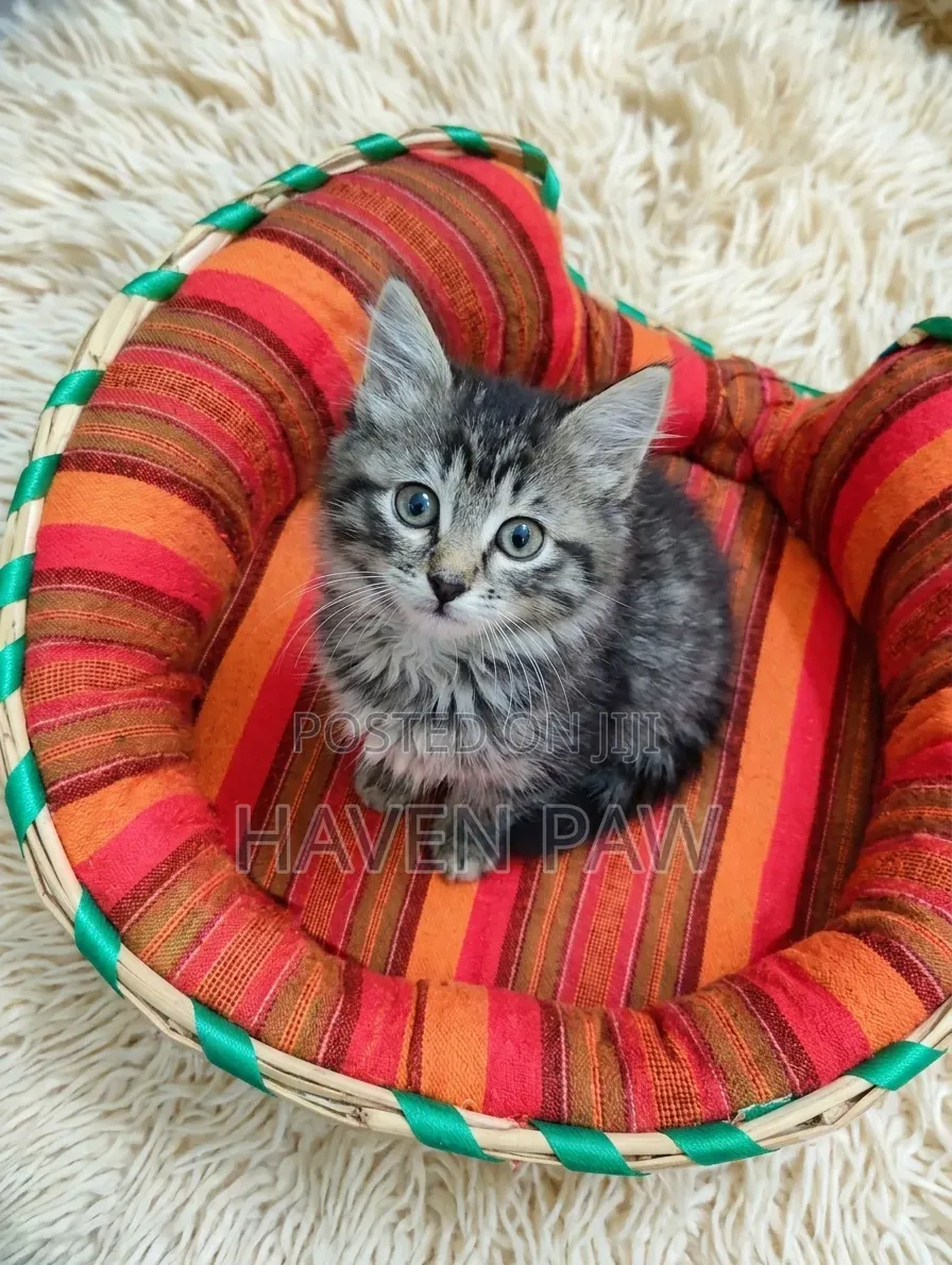 1-3 months Female Mixed Breed Tabby
