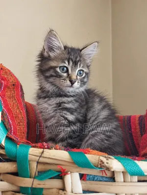 1-3 months Female Mixed Breed Tabby