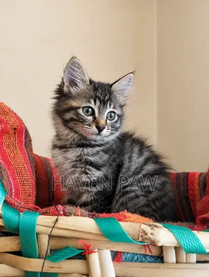 1-3 months Female Mixed Breed Tabby