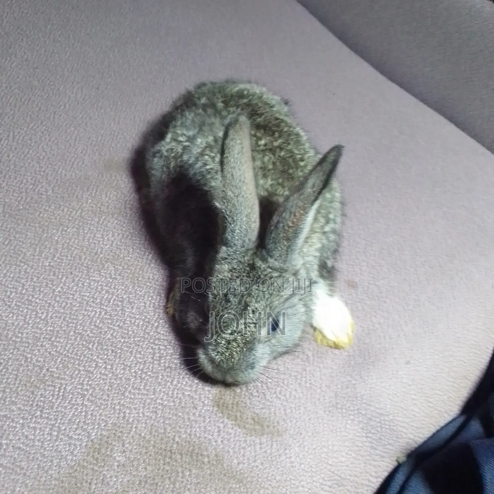 Rabbits for Sale