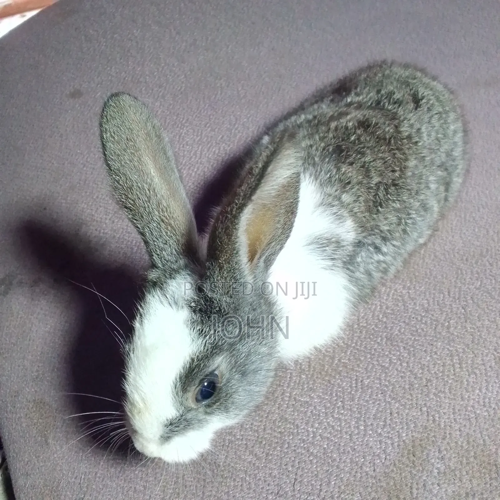 Rabbits for Sale