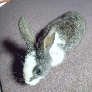 Rabbits for Sale