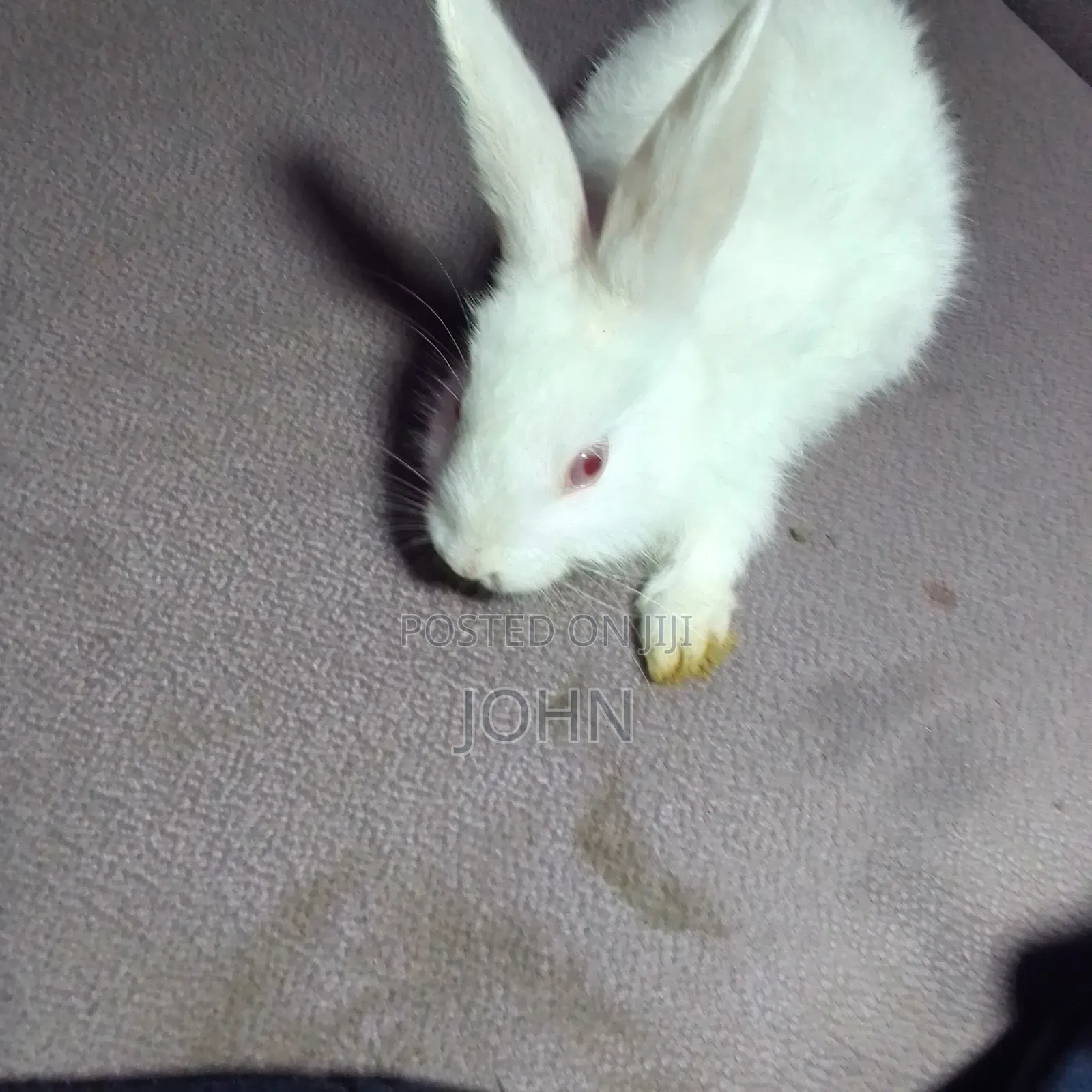 Rabbits for Sale