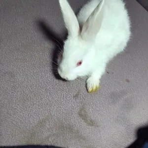 Rabbits for Sale