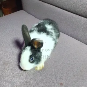 Rabbits for Sale