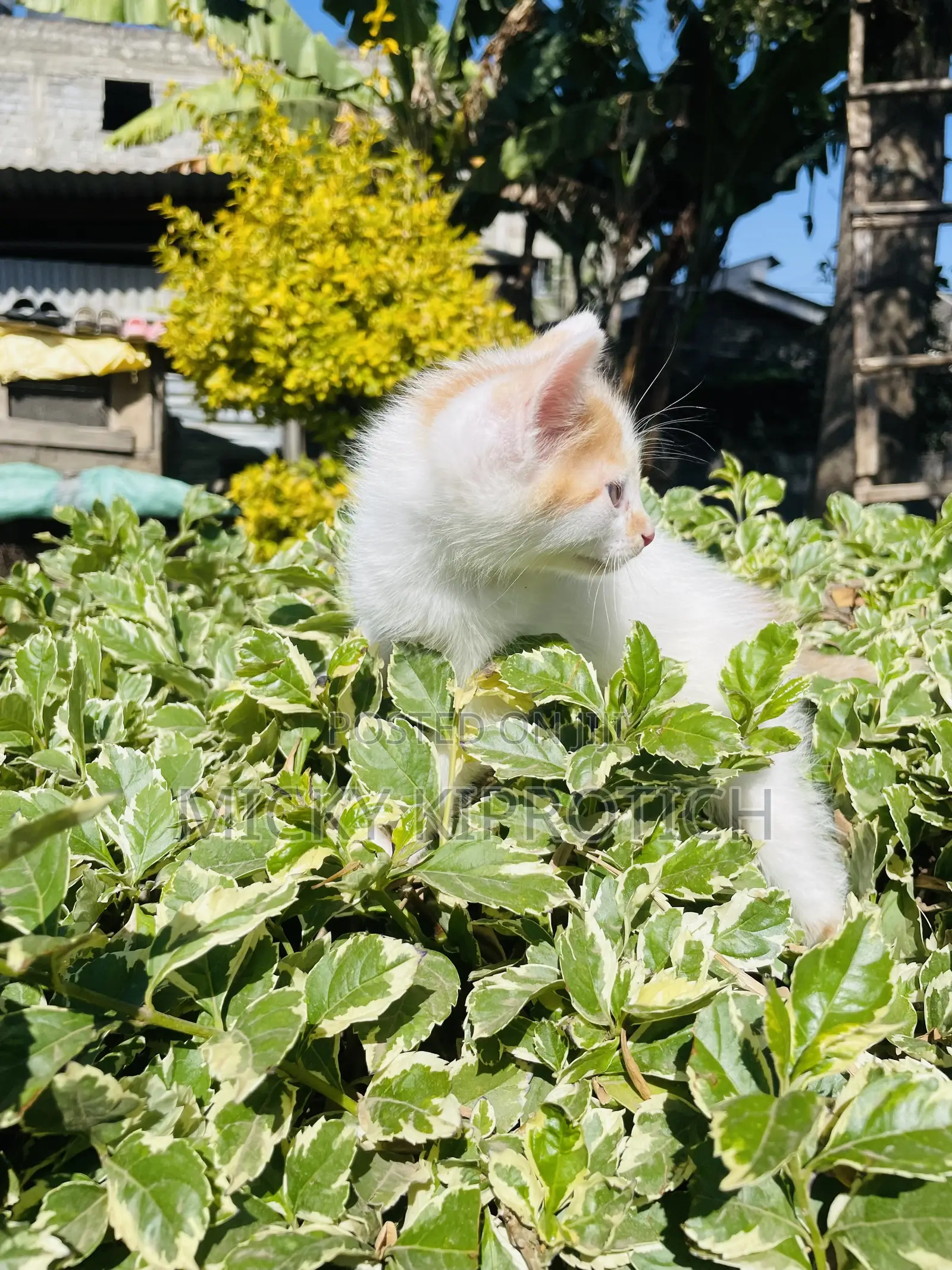 1-3 months Male Purebred American Shorthair