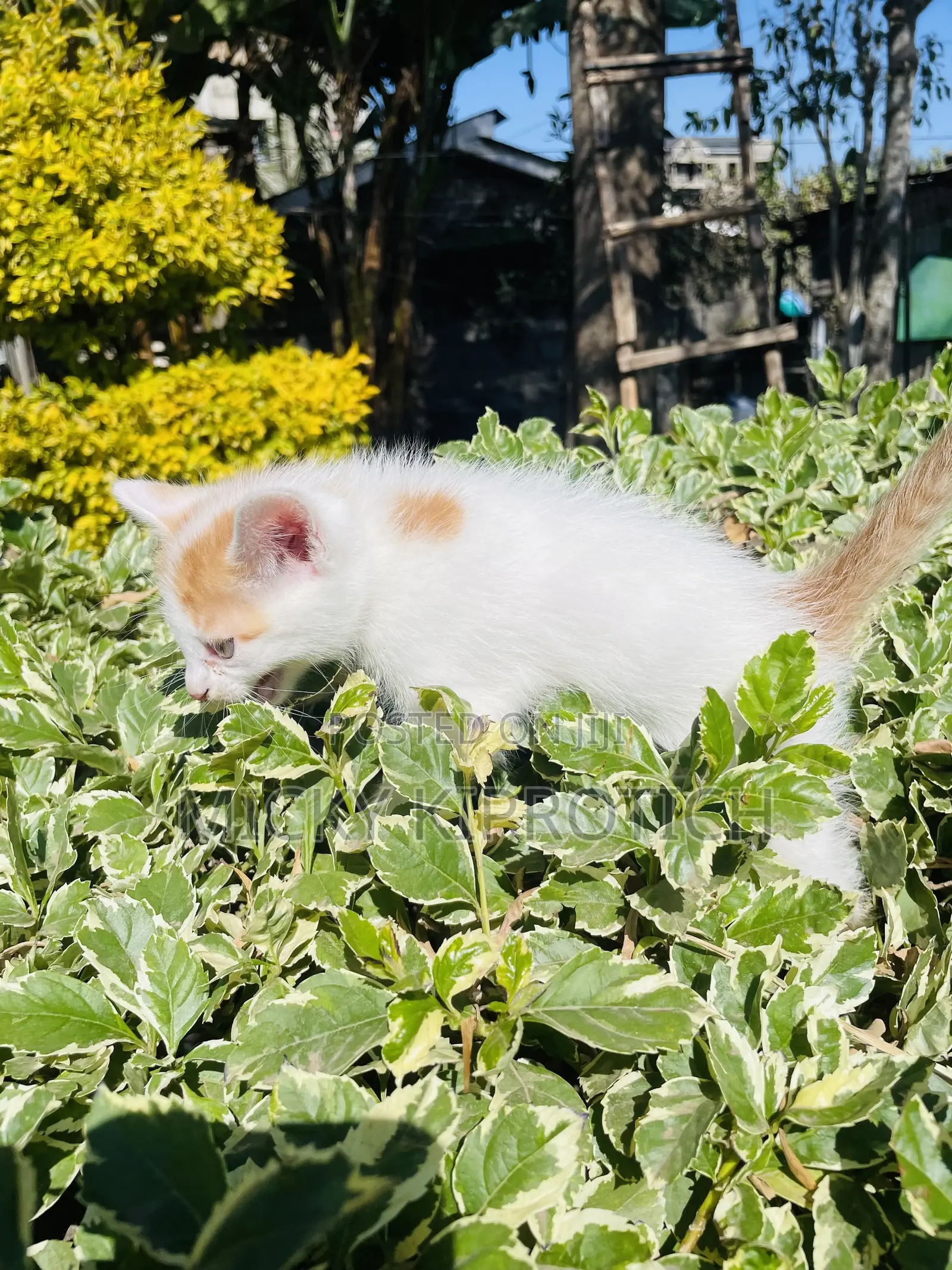 1-3 months Male Purebred American Shorthair