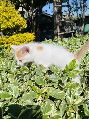 1-3 months Male Purebred American Shorthair