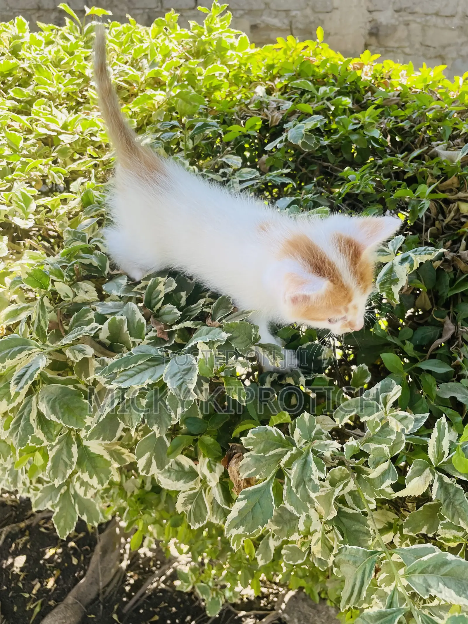 1-3 months Male Purebred American Shorthair