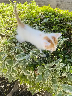 1-3 months Male Purebred American Shorthair