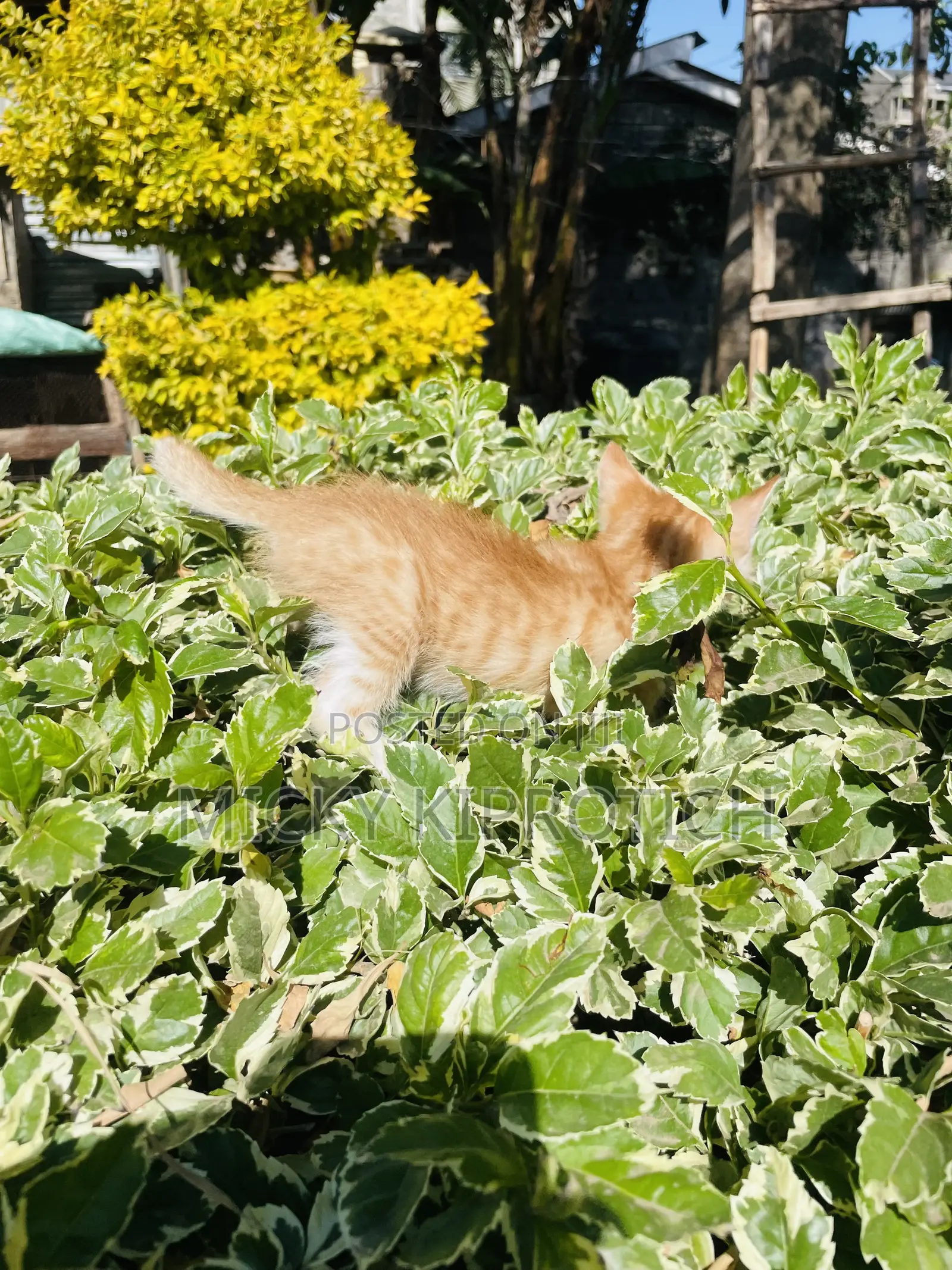 1-3 months Male Purebred American Shorthair