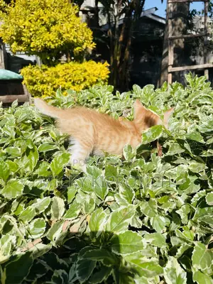 1-3 months Male Purebred American Shorthair
