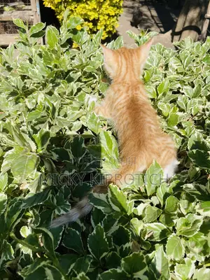 1-3 months Male Purebred American Shorthair
