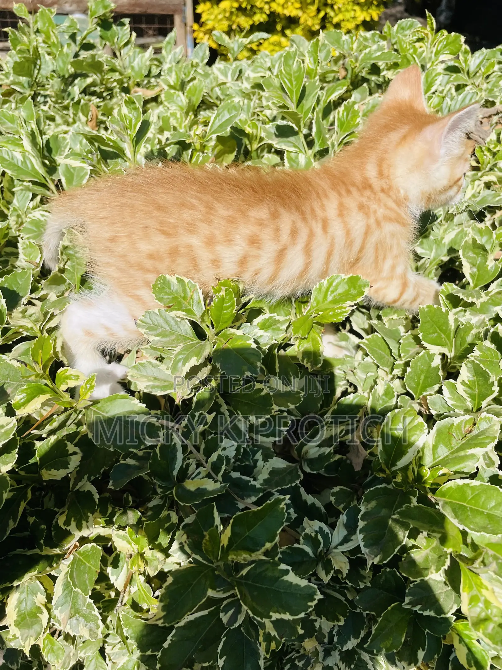 1-3 months Male Purebred American Shorthair