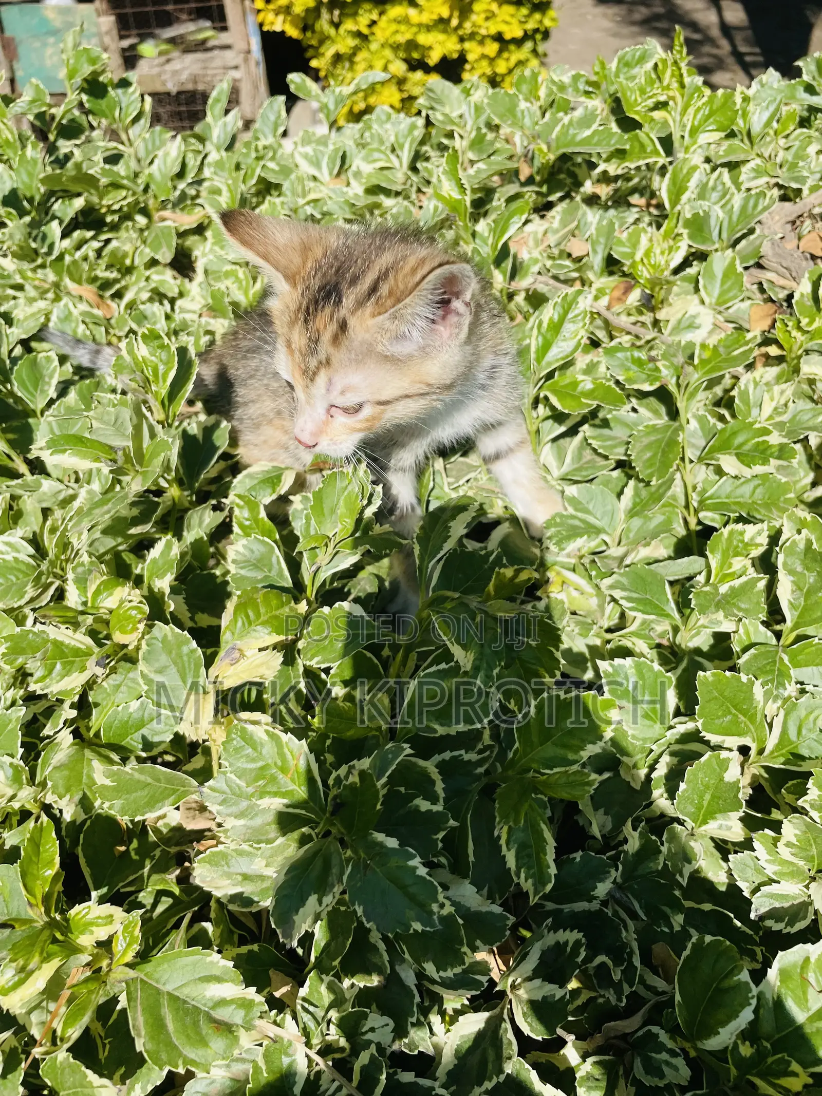 1-3 months Male Purebred American Shorthair