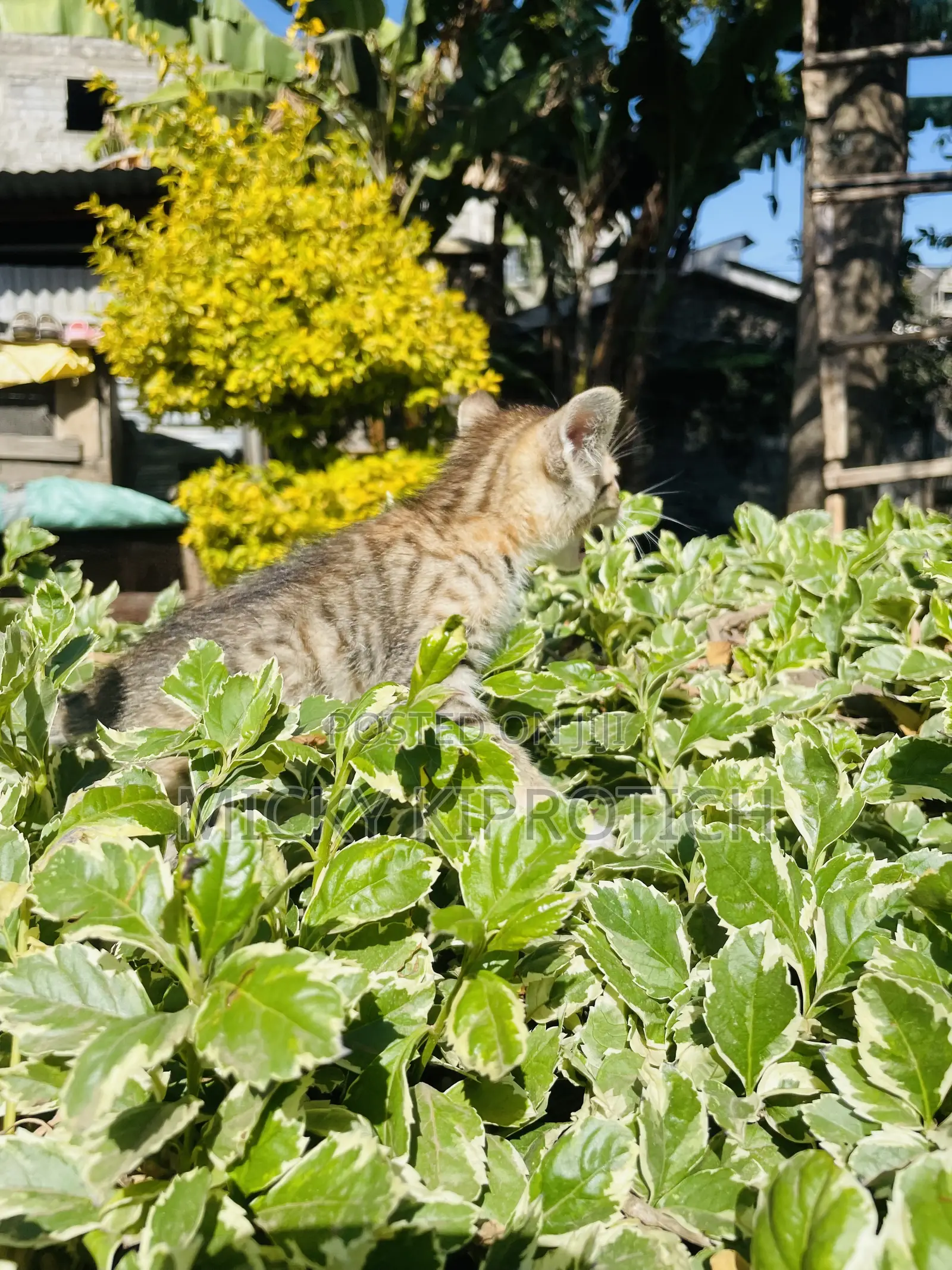 1-3 months Male Purebred American Shorthair